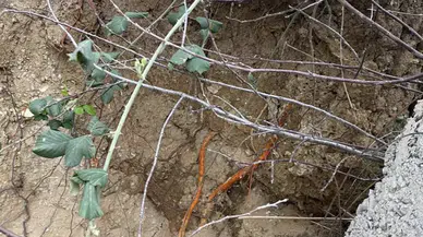 Kocaeli’de fidan dikimi sırasında insan kemikleri bulundu!