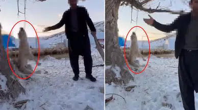 “Çok yiyor” diyerek köpeğini ağaca asmıştı: O cani hakkında karar verildi