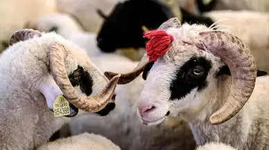 2026 Kurban Bayramı tatili 9 gün olacak mı? Bayram ne zaman, hangi güne denk geliyor?