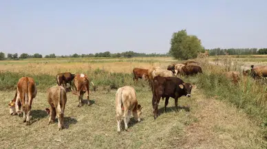 Köye dönüş projesinde destek şartları netleşti, evli ve bekara farklı ödeme modeli