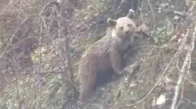 Sinop'ta yavru ayı görüntülendi: Kornaya basılınca panikledi
