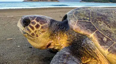 Dalyan’da caretta caretta sezonu: İlk yuva bulundu