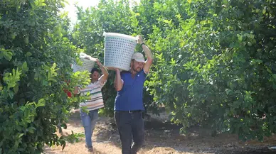 Yılın ilk hasadı başladı, kilosu 600 TL'den kapış kapış satılıyor