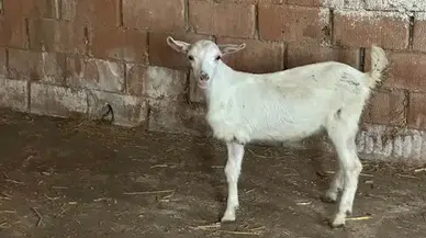 Çanakkale’de 3 bacaklı doğan oğlak hayata tutundu
