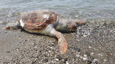 Muğla'da sahile vuran ölü caretta caretta bulundu