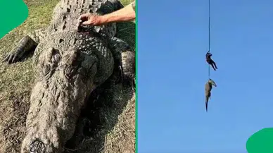 Selde kaybolan iş insanı dev timsahın midesinden çıktı