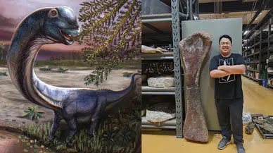 Tayland’da 27 tonluk dev dinozor fosili keşfedildi: “Tayland’ın son devi”