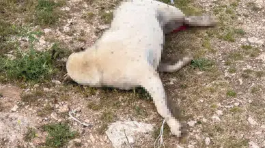 Hamile köpek sürüklenerek katledildi