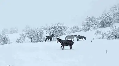 Bolu'da kar sürprizi: Yılkı atları kar altında görüntülendi