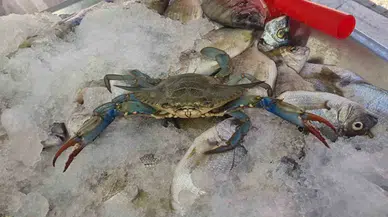 Karadeniz'de nadir görülen mavi yengeç ilgi odağı oldu