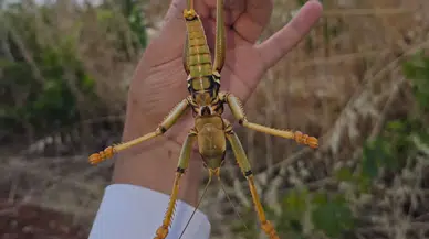 Adıyaman’da nadir görülen dev çekirge görüntülendi
