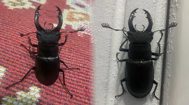 Muğla'da nadir görülen koruma altındaki geyik böceği görüntülendi