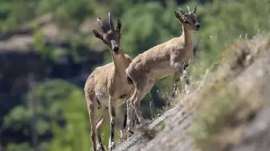 Yaban keçisi vuran 2 kişiye ceza: Ekipmanlarına el konuldu