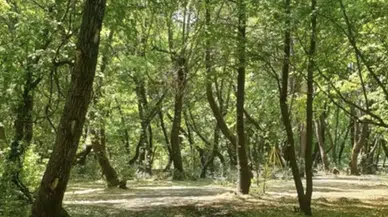 Adana Valiliği açıkladı: 11 Haziran'dan itibaren ormanlara giriş olmayacak