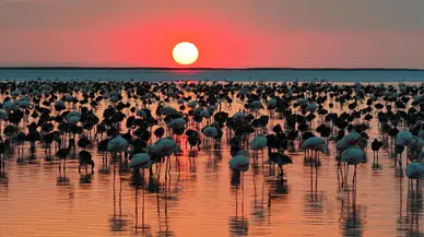 Bakan Kurum açıkladı: "Tuz Gölü'nde 12 bin 800 yavru flamingo tespit edildi"