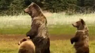 Bolu'da çocuk parkına giren ayı kamerada görüntülendi
