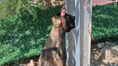 Hatay'da sahipli köpek elektrik direğine asılmış halde bulundu