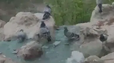Elazığ'da sıcaktan bunalan güvercinler süs havuzunda yıkandı