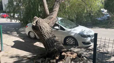 Niğde'de faciaya ramak kala: Ağaç otomobilin üzerine devrildi