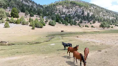 Isparta’nın yaylalarındaki yılkı atı sürüsü görüntülendi