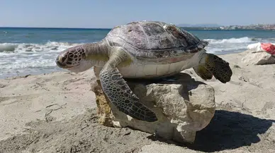 Kuşadası Körfezi’nde şaşırtan olay: 4 deniz kaplumbağası ölü bulundu