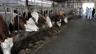 Hayvan pazarında şap alarmı: Pazar kapatıldı