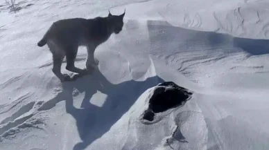 Karlıova’da vaşak görüntülendi: Nesli tükenmekte olan tür kamerada