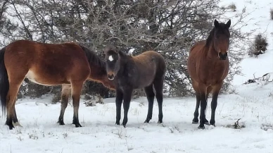 Beypazarı'nda yılkı atları görüntülendi