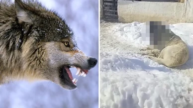 Görüntüye tepki yağıyor: Kurtla boğuşan kangalın son hali