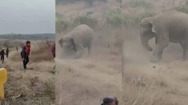 Hindistan'da fil sürüsü saldırdı: 6 kişi hayatını kaybetti