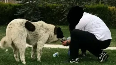 Veteriner raporu ortaya çıkardı: 'Matmazel' darbedilerek öldürüldü
