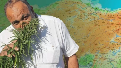 Karar Resmi Gazete'de: 21 ilde kenevir üretimine onay çıktı