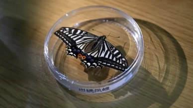 Çin’in uzay deneyinde kelebek doğdu: Uzayda yaşam için çarpıcı veri