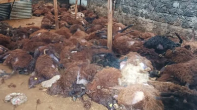 Bir gecede 200 koyununu kaybeden vatandaşı ağlatacak sürpriz