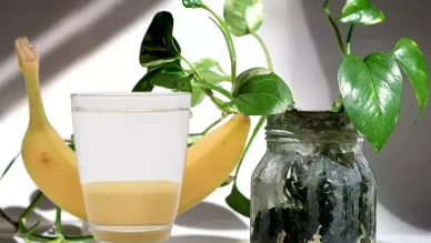 Bitkiler için muz kabuğu suyu faydalı mı? Muz kabuğu nasıl kullanılır?