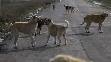 İçişleri Bakanlığı'ndan 3 belediye başkanı hakkında soruşturma kararı