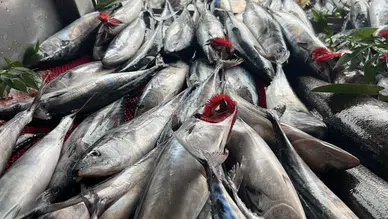 Palamut bolluğu balıkçıyı sevindirmedi: Fiyat için avlanmaya ara önerisi