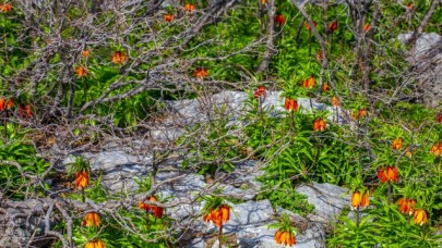 'Ağlayan gelin' fotoğraf tutkunlarının gözdesi oldu
