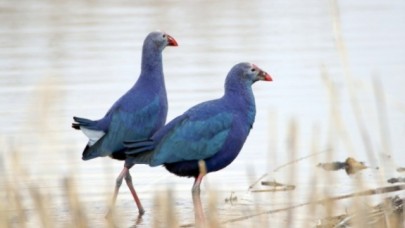 Göçmen kuşlar Ağrı Dağı'nı mesken tuttu