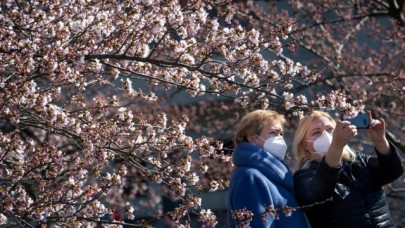 Sakura çiçekleri erken açtı: Görsel şölen başladı