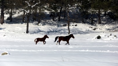 Bolu Dağı'ndaki yılkı atlarına yem bırakıldı