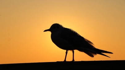Tekirdağ'da gün doğumu