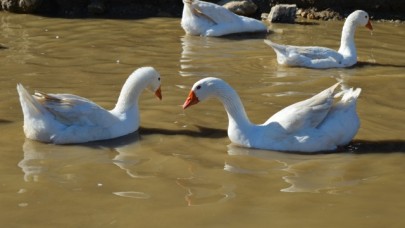 Evinin bahçesinde yetiştirdiği kaz yavruları yoğun talep görüyor