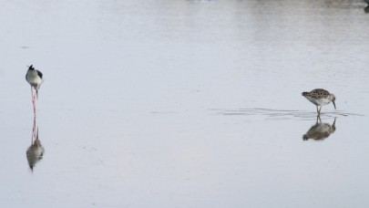 Aras Dağları karların erimesiyle renklendi