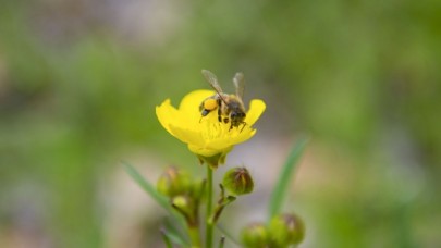 Munzur Vadisi Milli Parkı baharın müjdecisi çiçeklerle renklendi