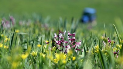 Baharın müjdecisi çiçekler Ağrı'da görsel şölen sunuyor
