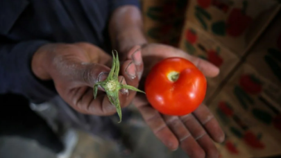 İsrail'in kararına tepki: Domates sapını tehdit gördüler