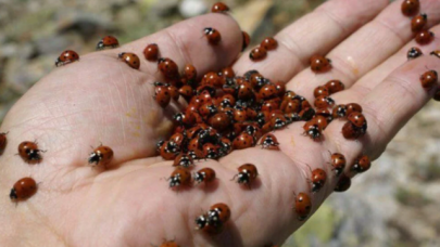 50 milyona yakın uğur böceği ile ilgi çekiyor: Uludaz Tepesi