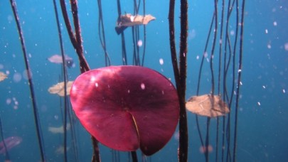 Antalyalı dalgıçlar suyun gözüne daldılar