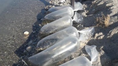 On binlerce yavru zaman göle bırakıldı